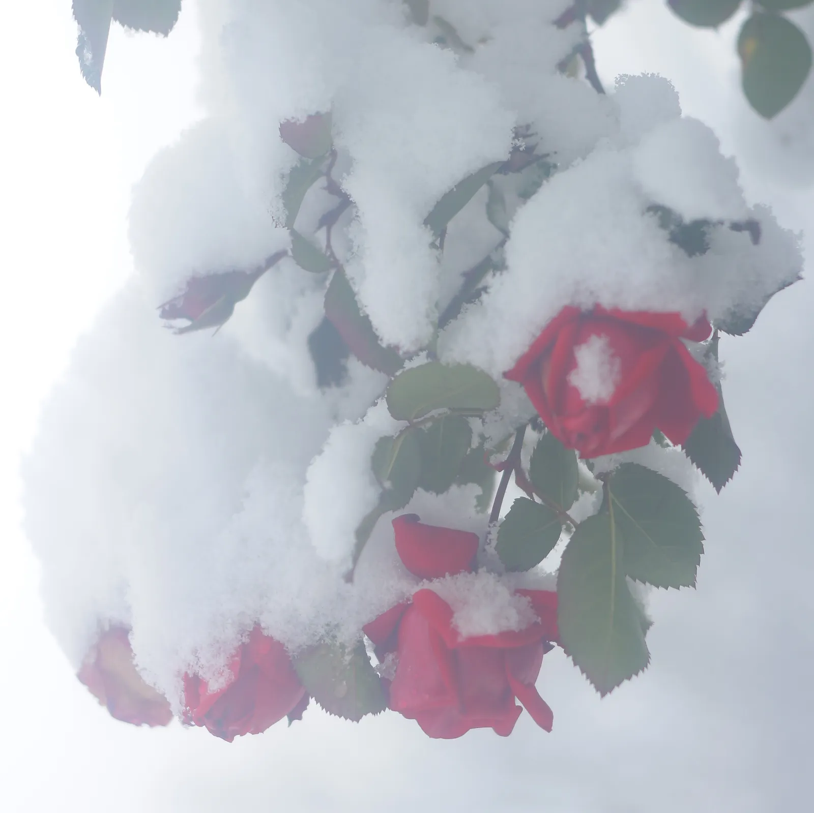photo-12